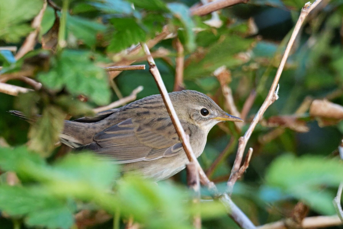 Buscarla Pintoja - ML644426881