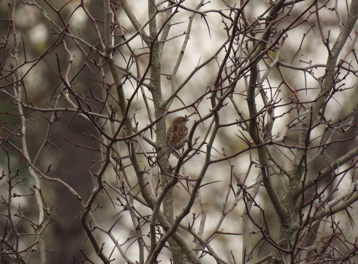 House Sparrow - ML644426884