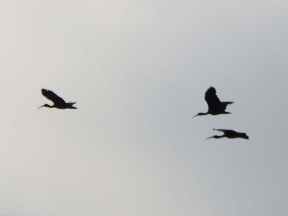 Bare-faced Ibis - ML644426889
