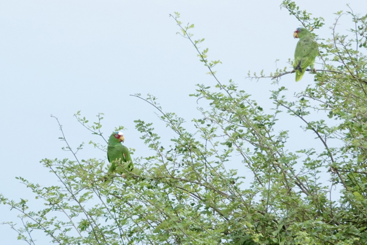 Amazona Frentialba - ML644426900