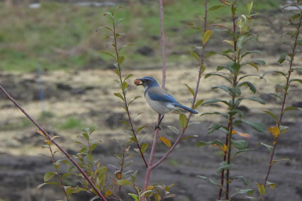 California Scrub-Jay - ML644426903