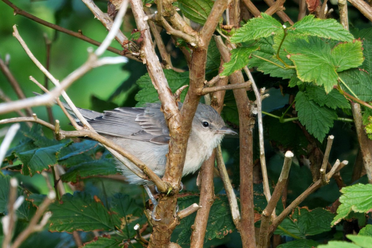 Barred Warbler - ML644426911