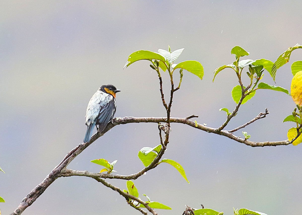 Silvery Tanager - ML644426916