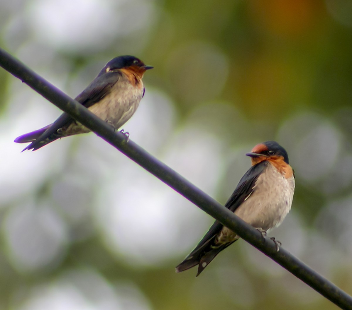 Pacific Swallow - ML644426919
