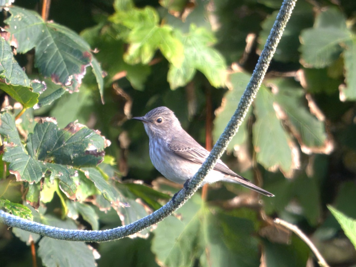 Grauschnäpper - ML644426920