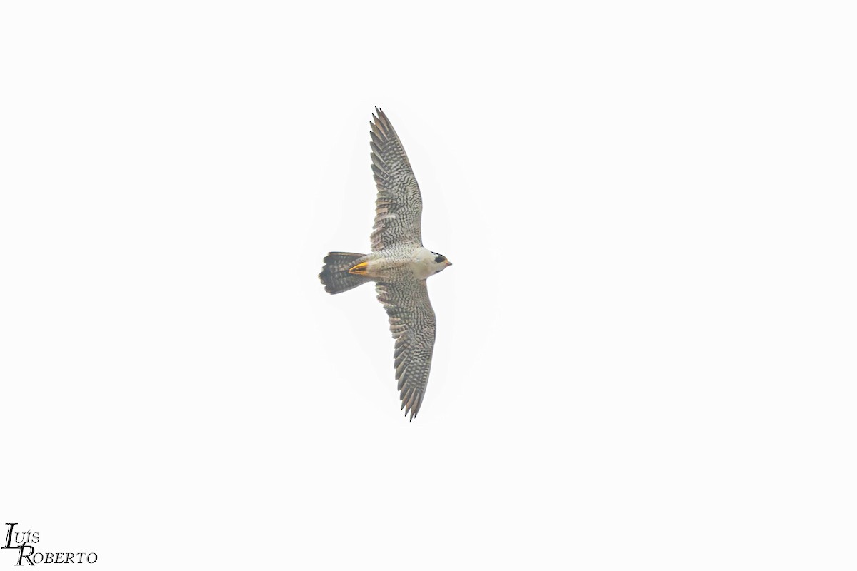 Peregrine Falcon - ML644426922