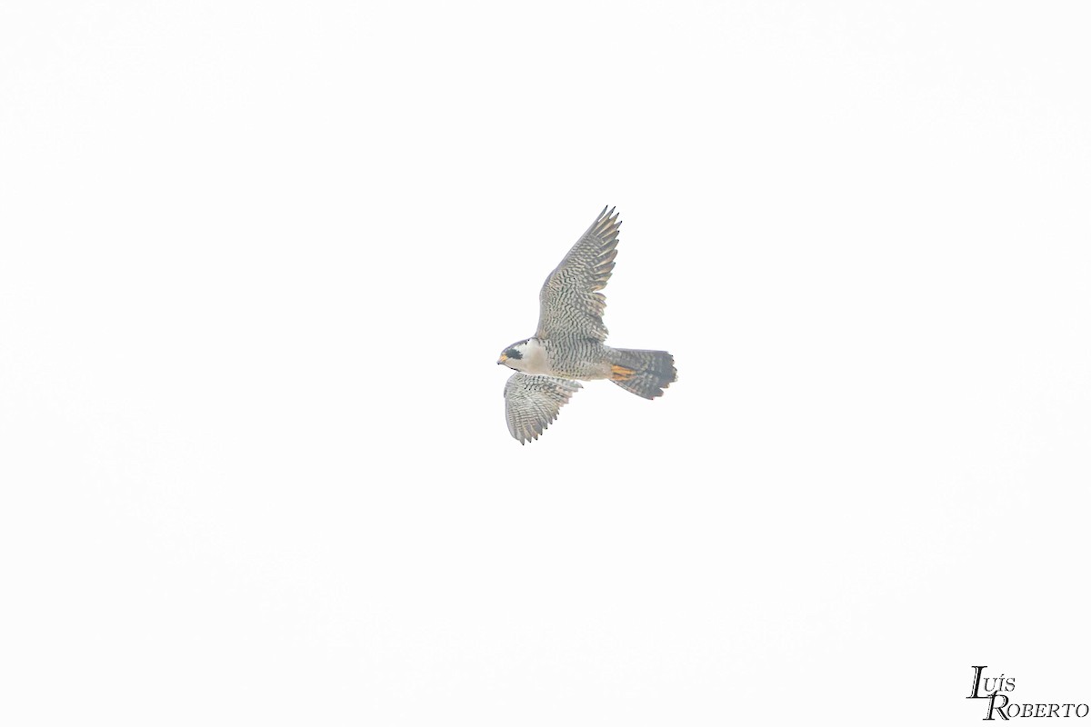 Peregrine Falcon - ML644426923