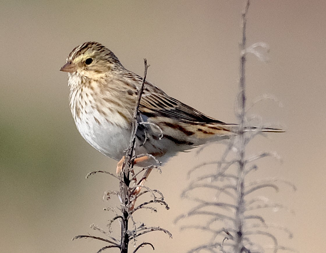 Savannah Sparrow - ML644426933