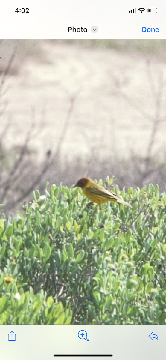Northern/Mangrove Yellow Warbler - ML644426936