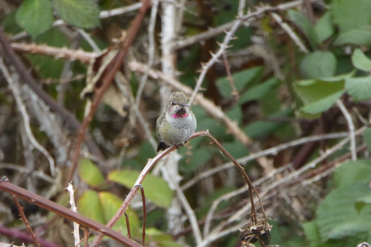 Annakolibri - ML644426942