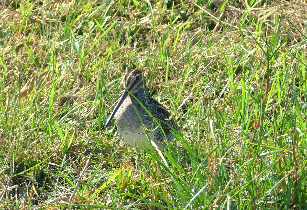Wilson's Snipe - ML644426948