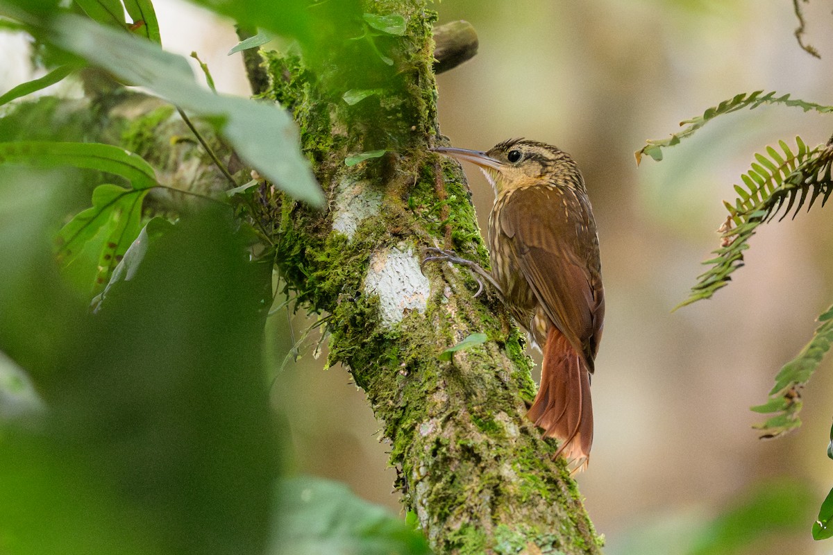 Grimpar brun - ML644426951