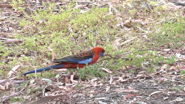 Rosella cremisi - ML644426952