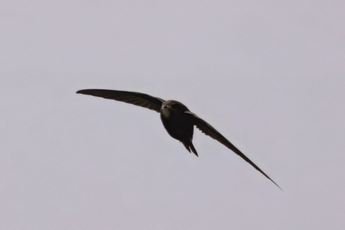 Серпокрилець чорний - ML644426960