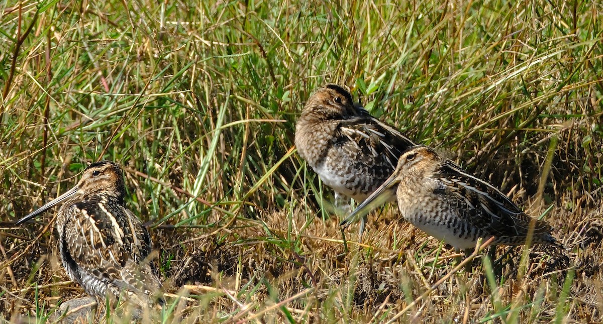 Wilson's Snipe - ML644426967