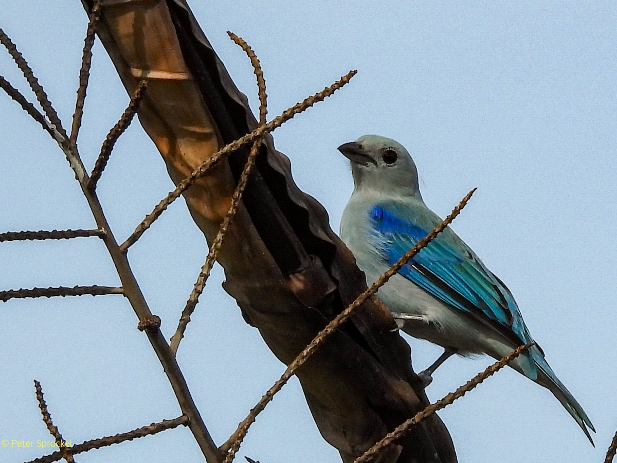 Blue-gray Tanager - ML644426975
