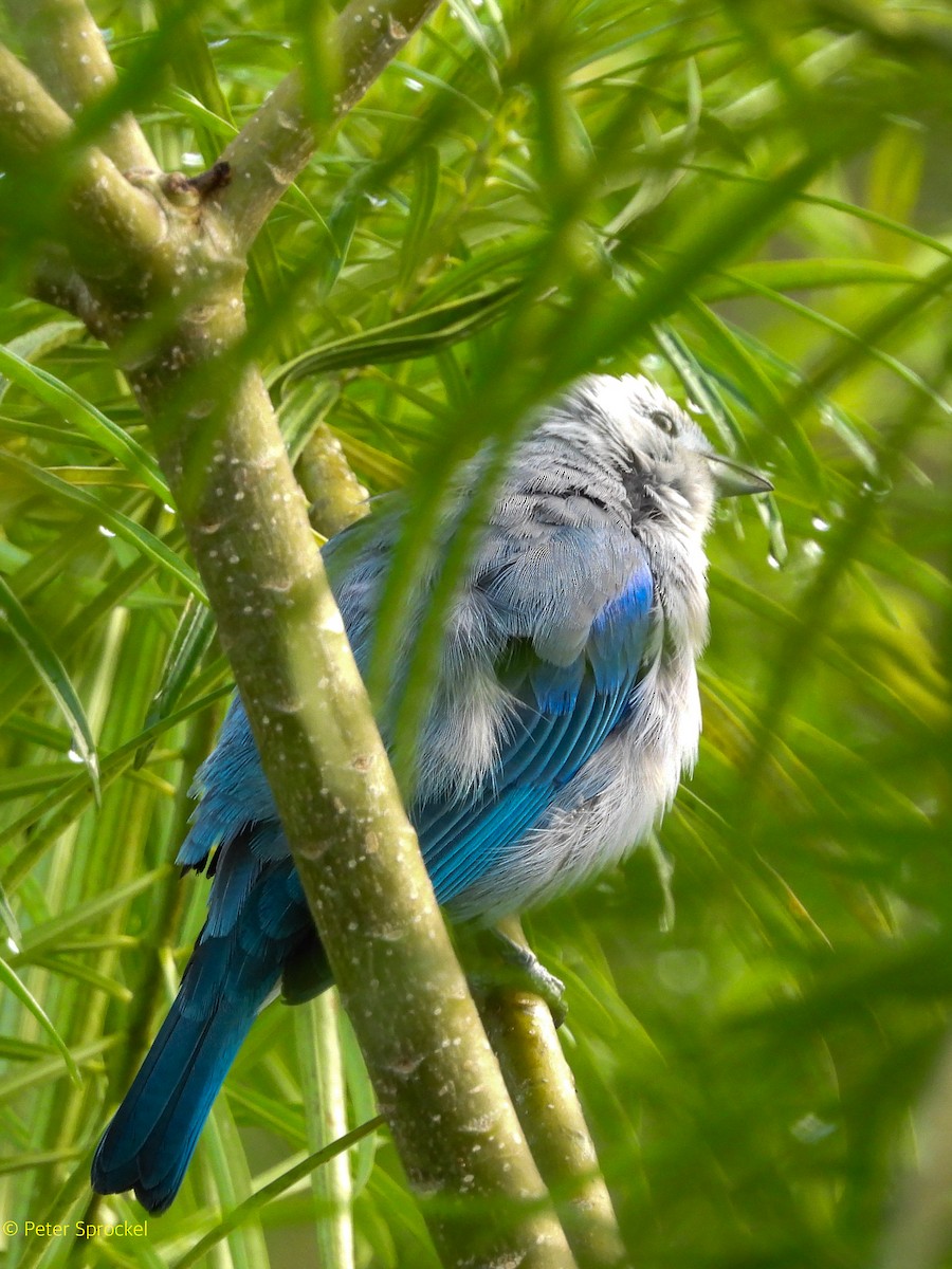 Blue-gray Tanager - ML644426977