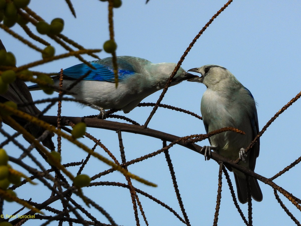 Blue-gray Tanager - ML644426978