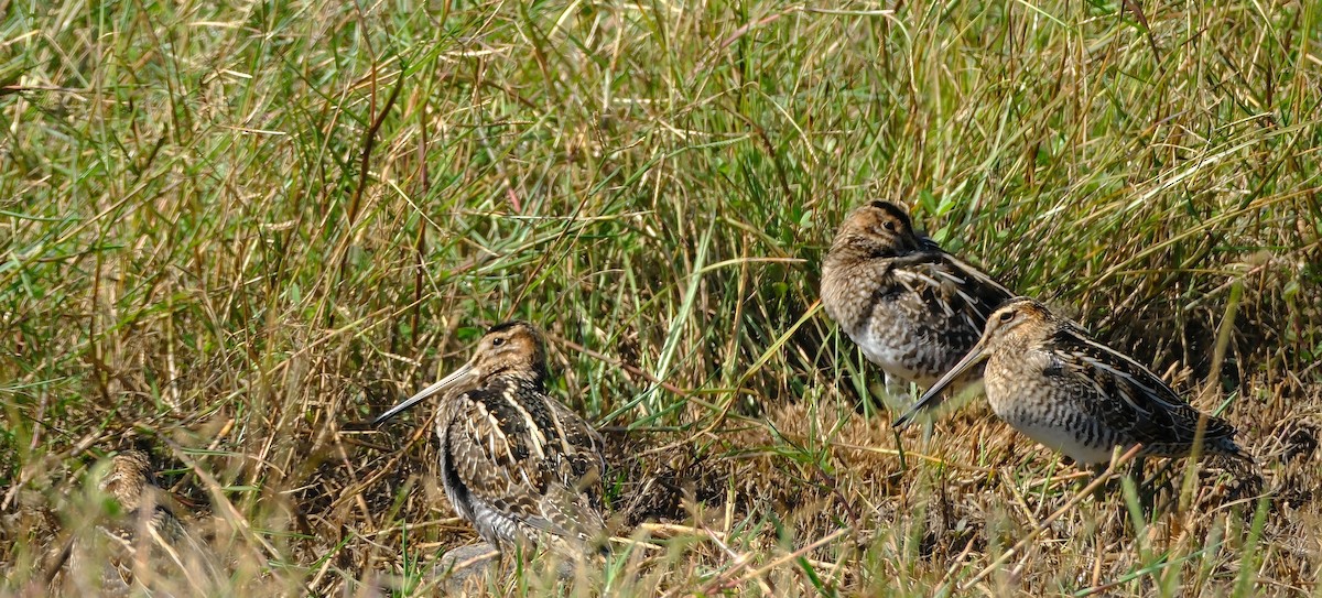 Wilson's Snipe - ML644426983
