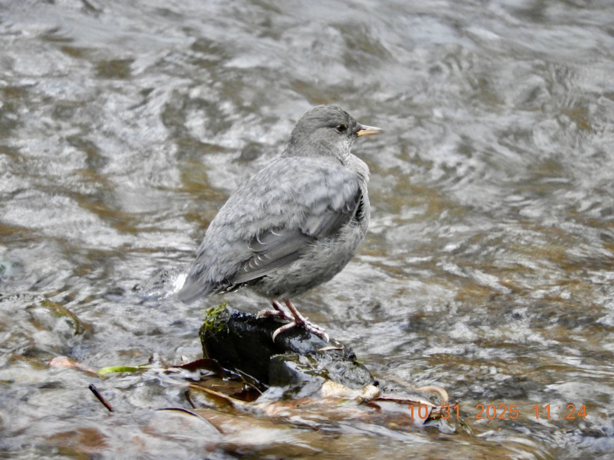 gråfossekall - ML644426986