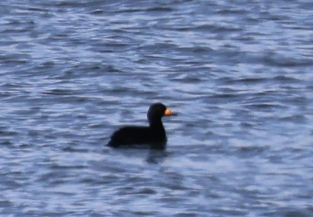 Amerika Kara Ördeği - ML644427002