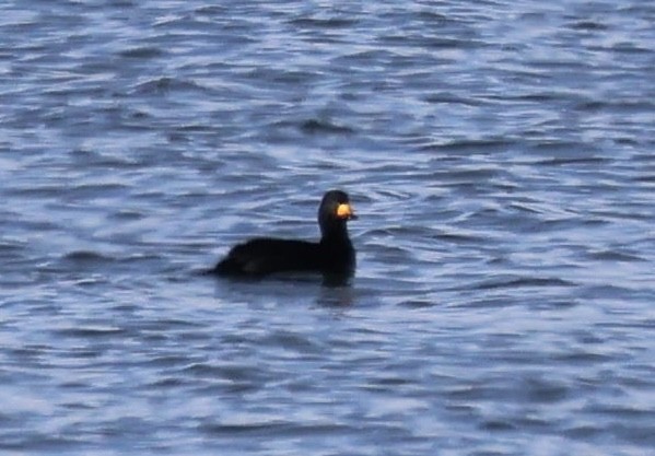 Amerika Kara Ördeği - ML644427003