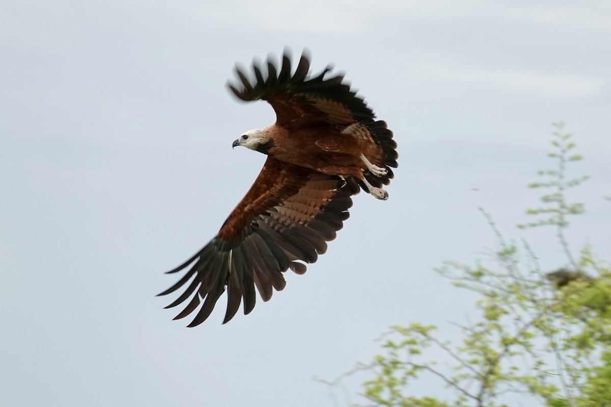 Black-collared Hawk - ML644427007