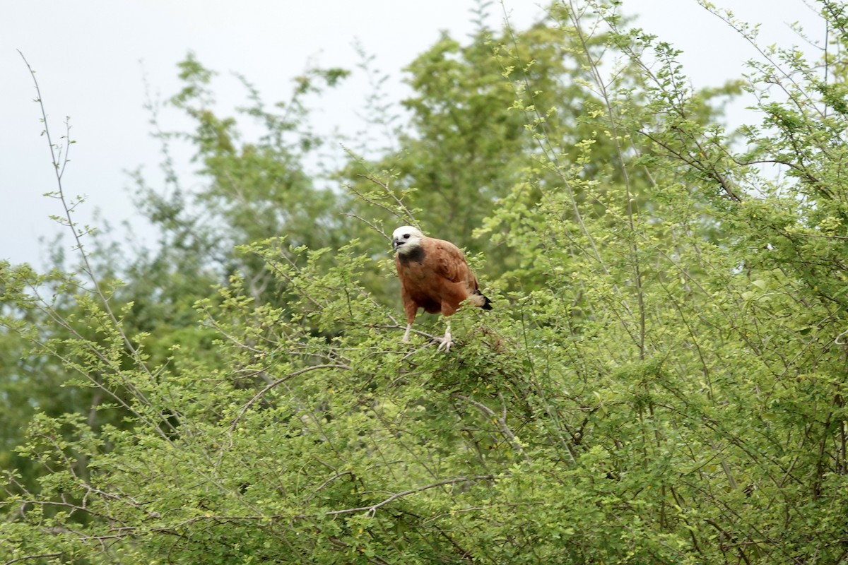Black-collared Hawk - ML644427008