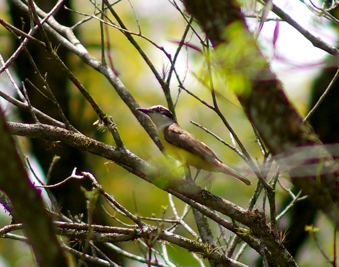 Boat-billed Flycatcher - ML64442701