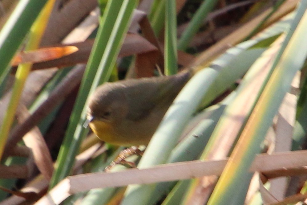Common Yellowthroat - ML644427017