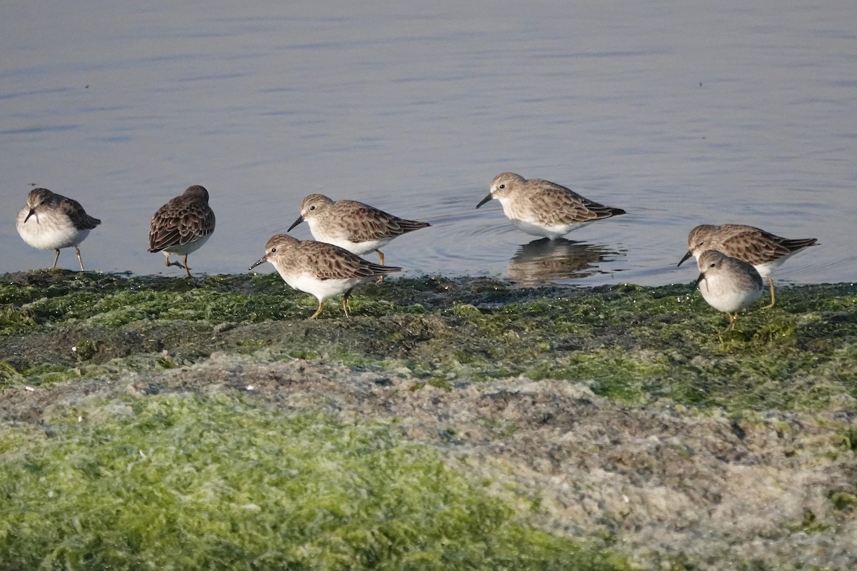Least Sandpiper - ML644427020