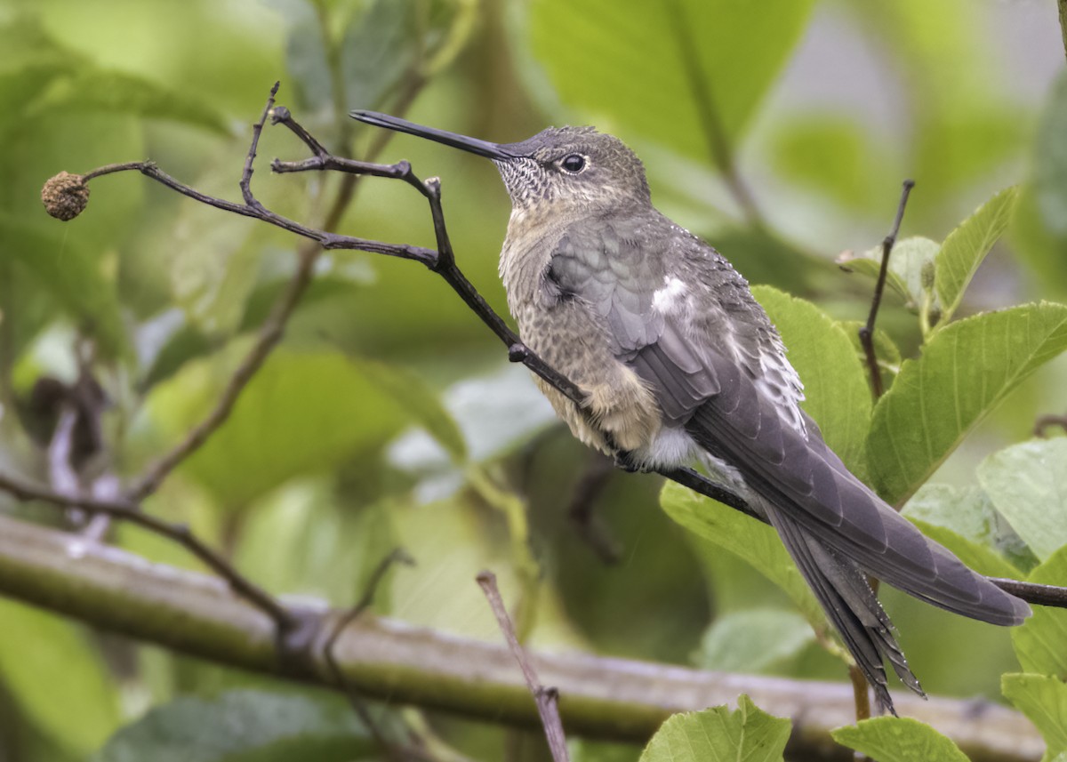 Giant Hummingbird - ML644427021
