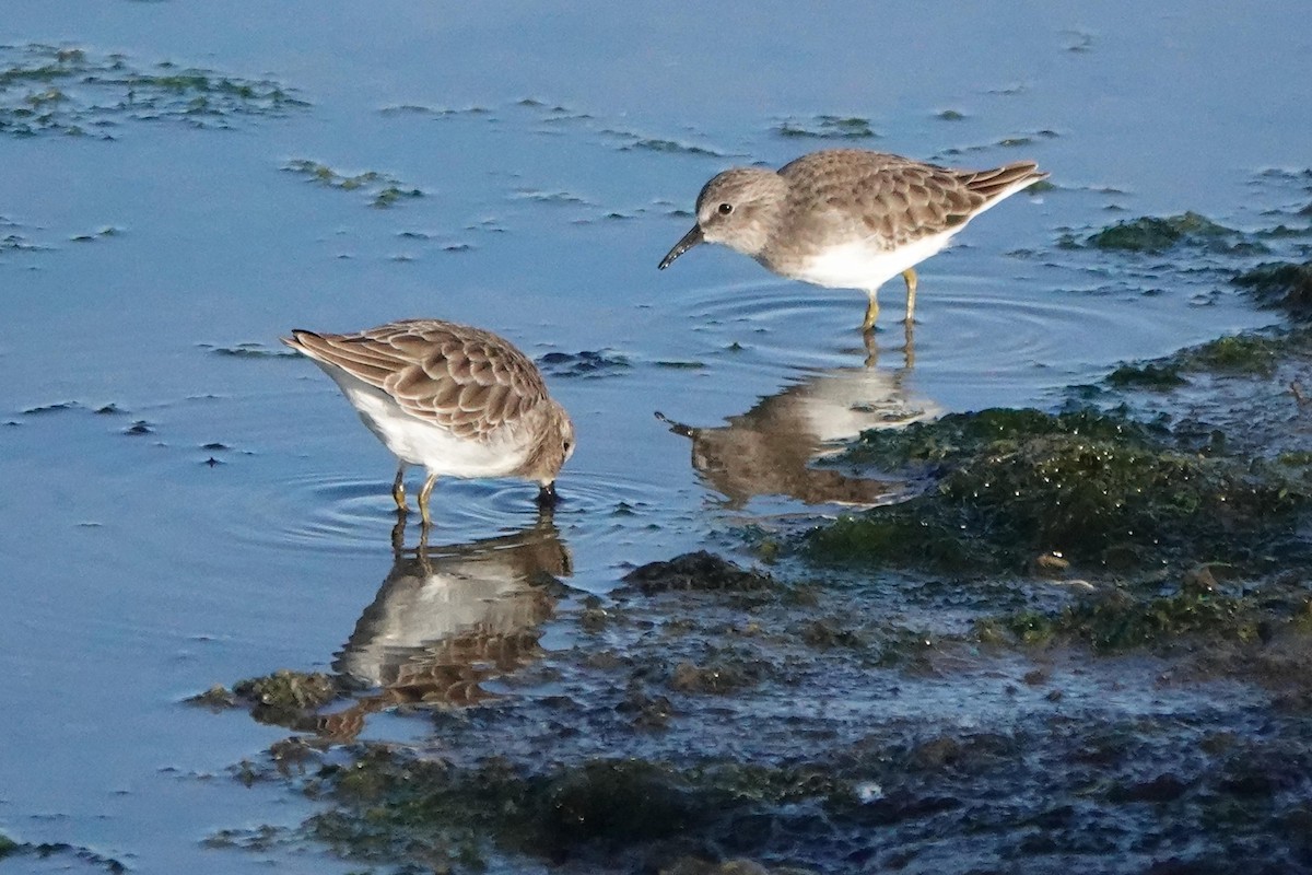 Least Sandpiper - ML644427026