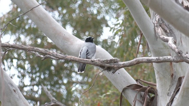 Black-faced Cuckooshrike - ML644427034