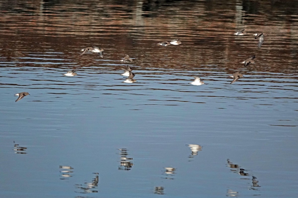 Least Sandpiper - ML644427037