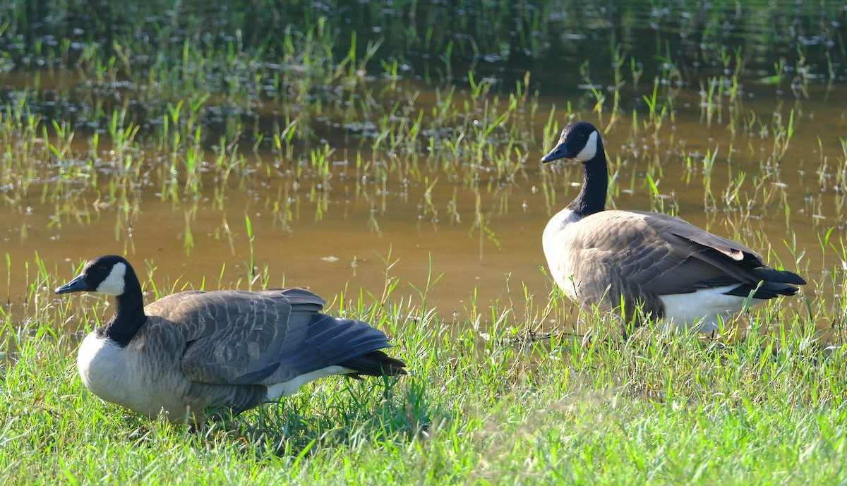 Канад галуу - ML644427038