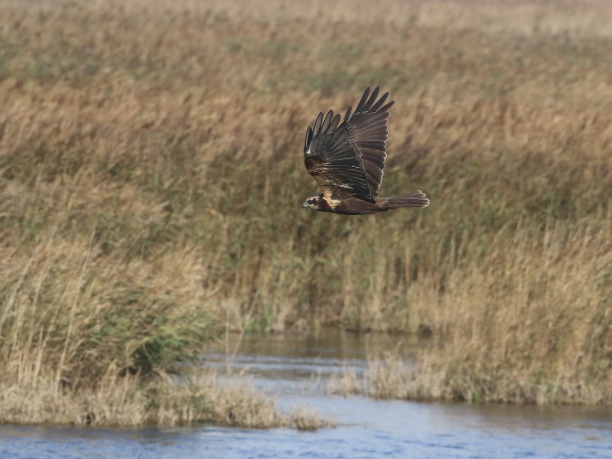 Western Marsh Harrier - ML644427050
