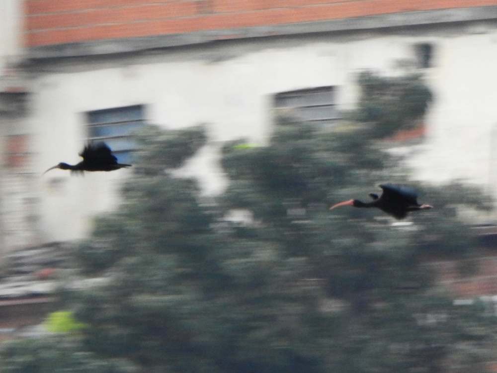 Bare-faced Ibis - ML644427051