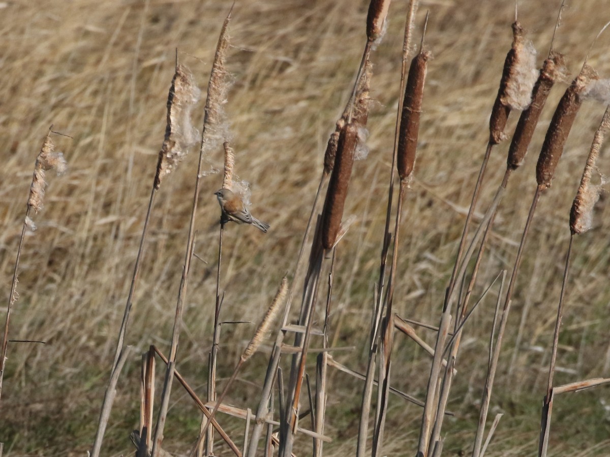 pungmeis - ML644427063