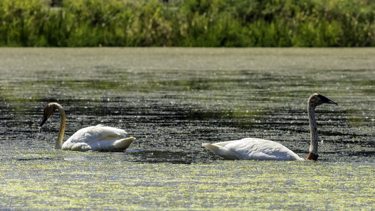 Cygne trompette - ML644427068