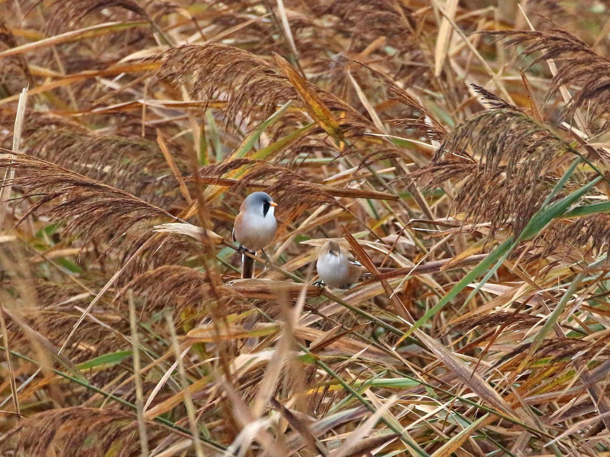 ヒゲガラ - ML644427071