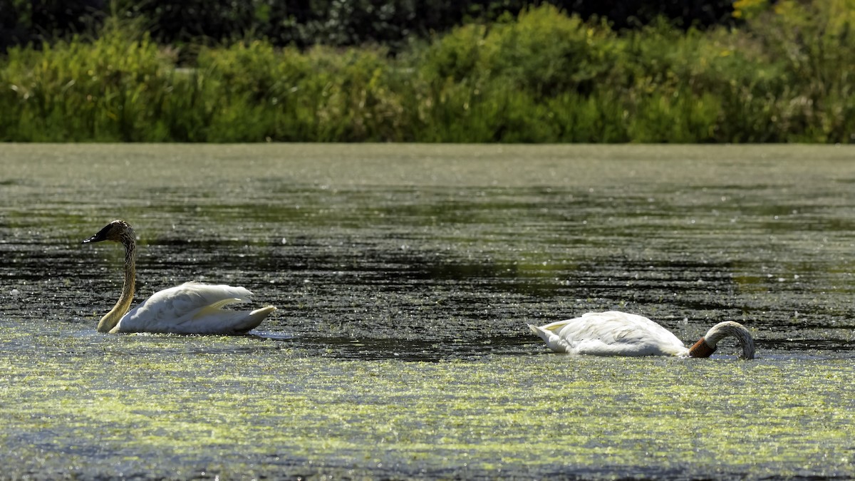 Cygne trompette - ML644427072