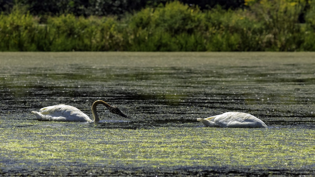 Cygne trompette - ML644427074