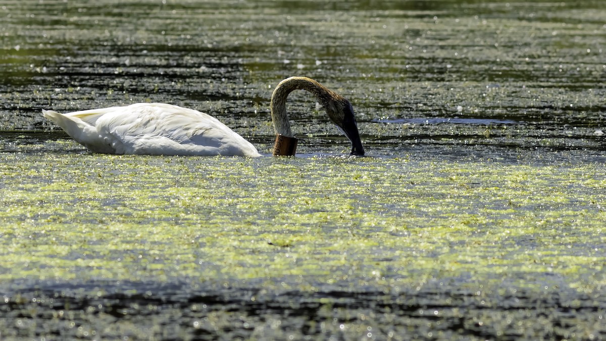 Cygne trompette - ML644427076