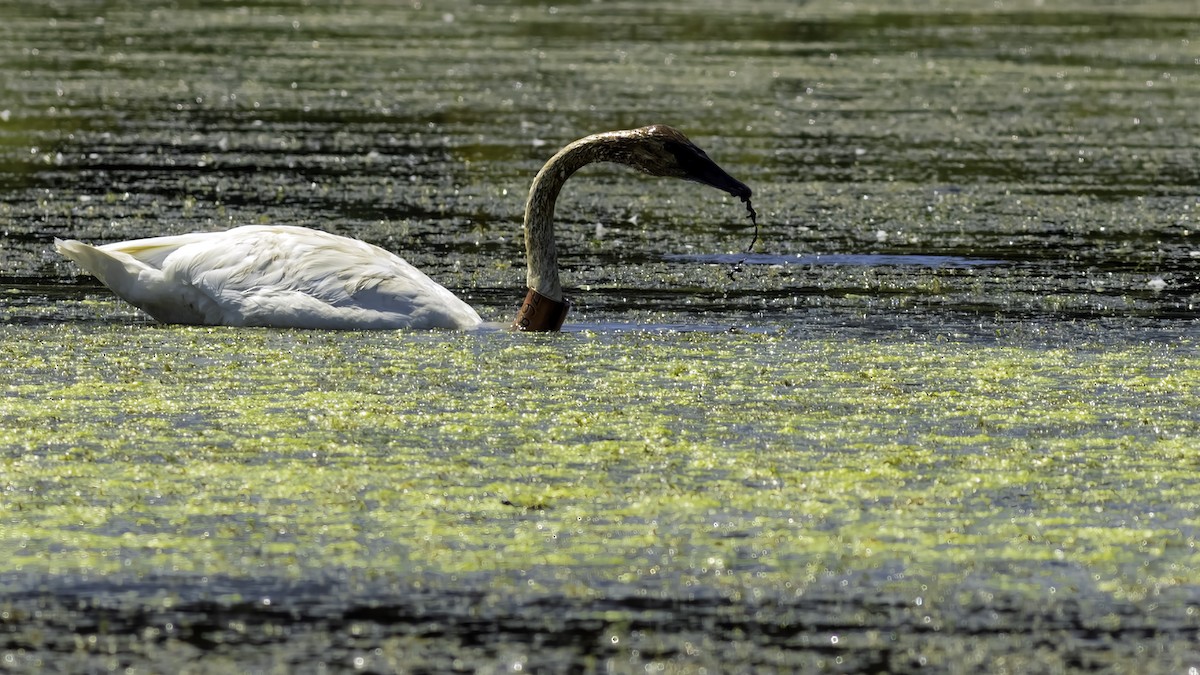 Cygne trompette - ML644427079