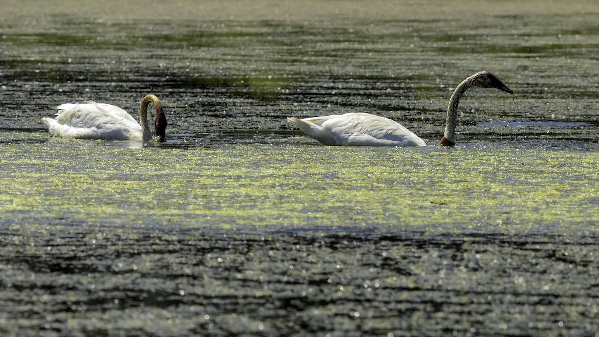 Cygne trompette - ML644427085