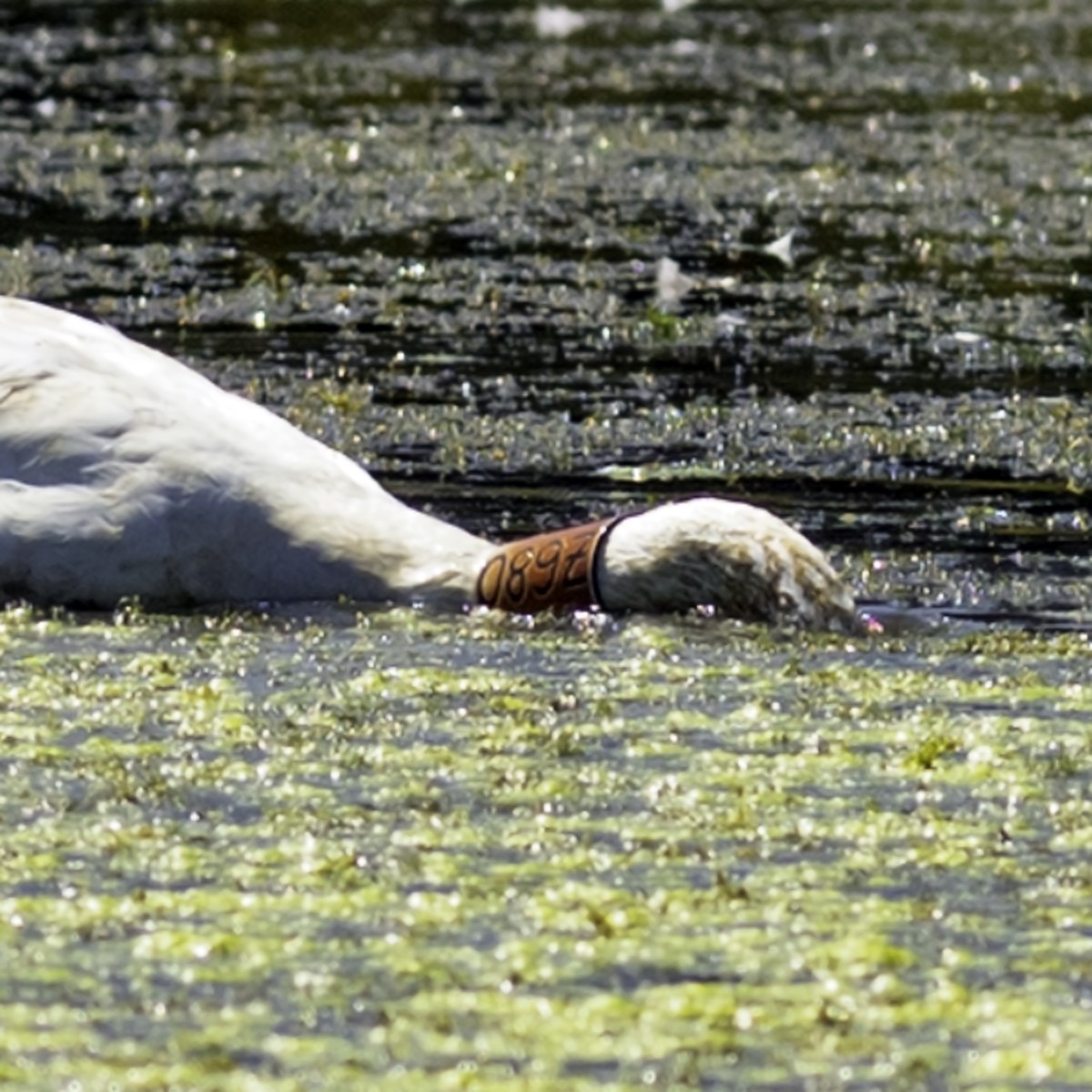 Cygne trompette - ML644427089