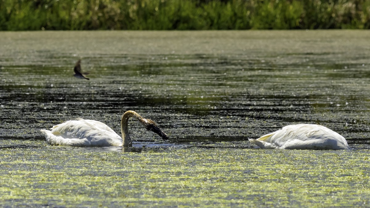 Cygne trompette - ML644427091