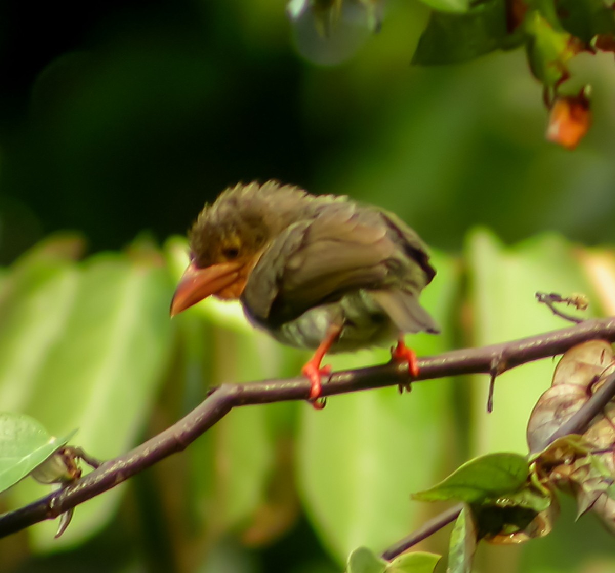 Brown Barbet - ML644427092