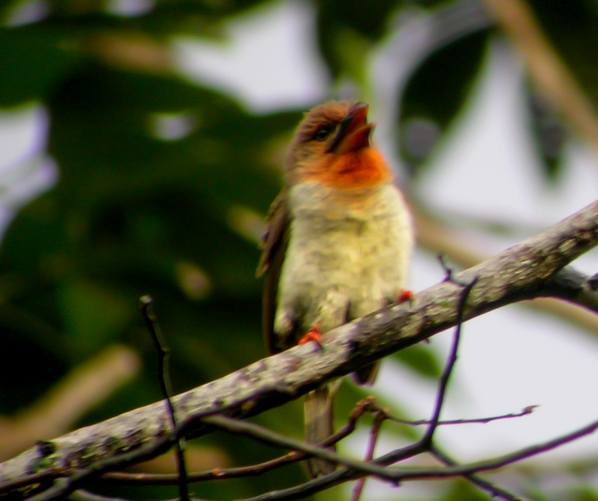 Brown Barbet - ML644427093